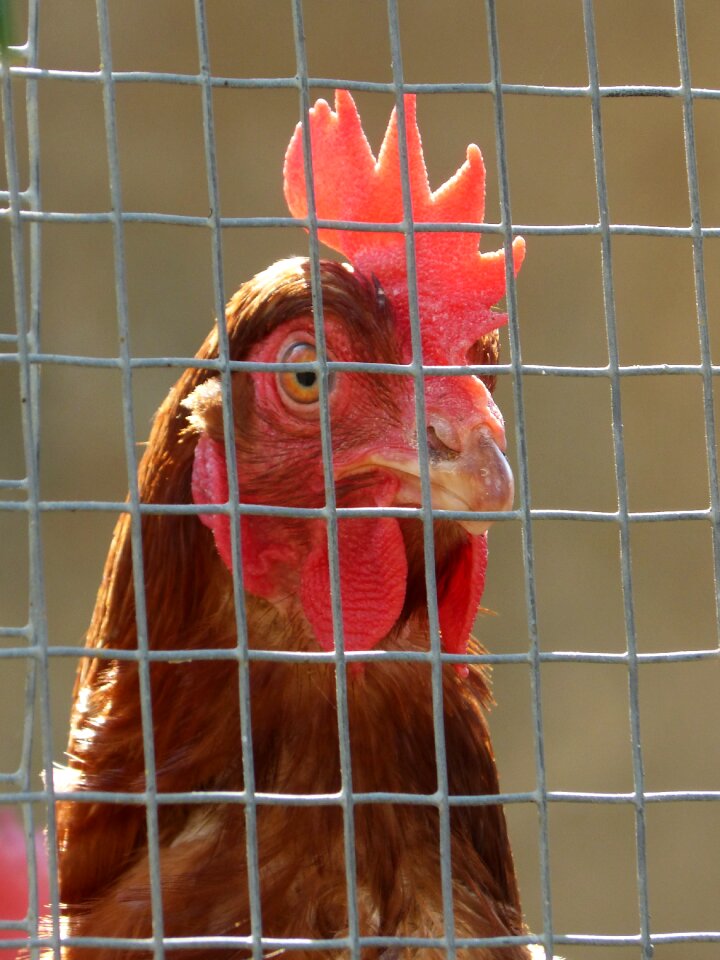 Captivity grating farm