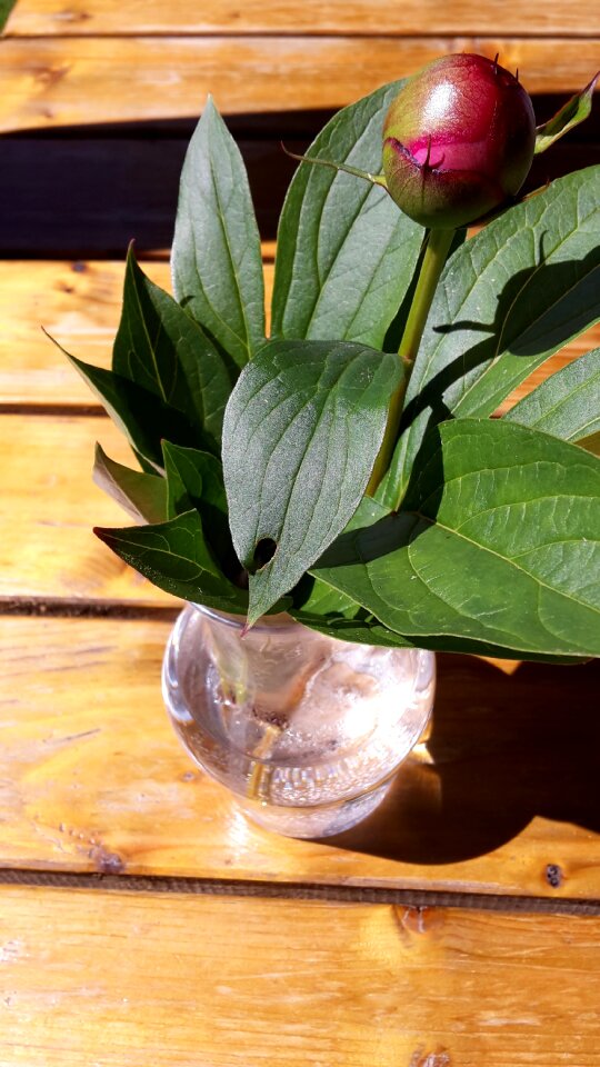 Peony burgundy leaves