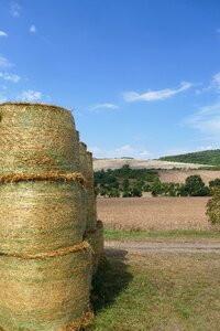 Nature arable cereals photo