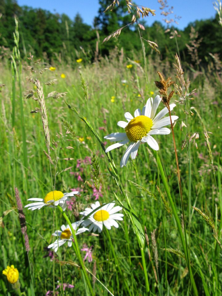 Plant summer wild flowers