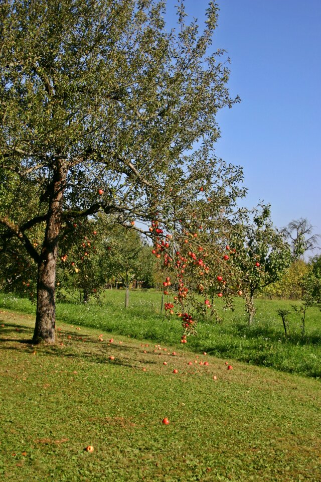 Tree fruit autumn