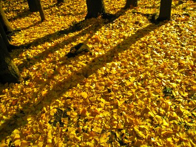 Gingko tree maidenhair tree yellow photo