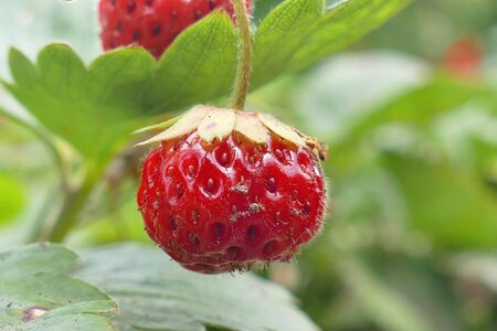 Red fruit plant