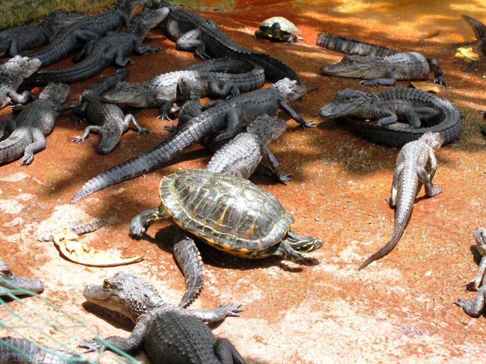 Danger reptile animal