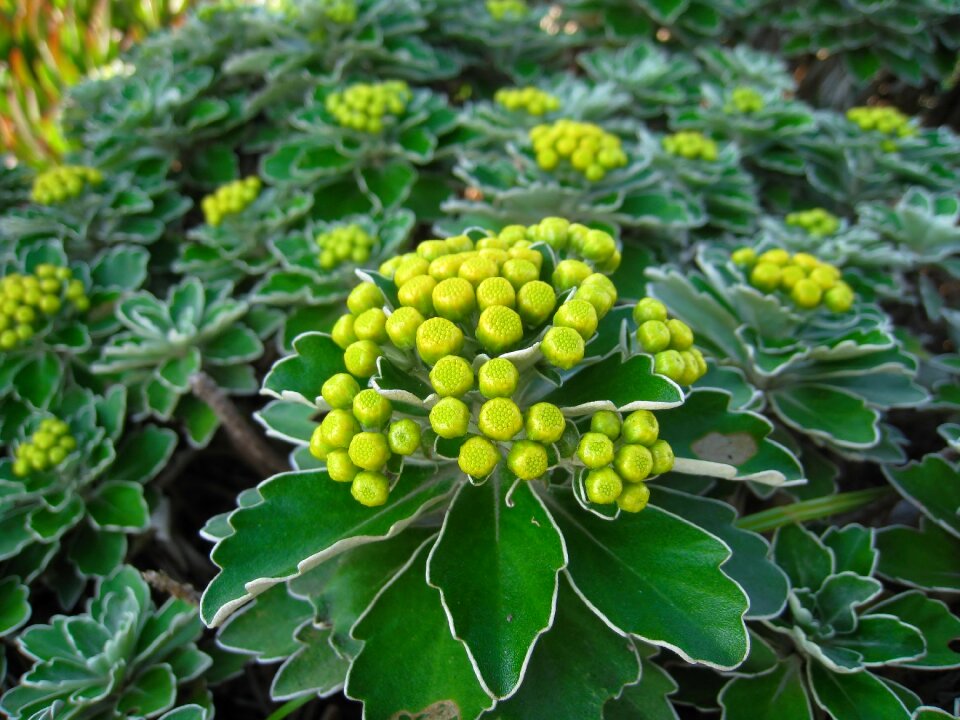Green leaf border