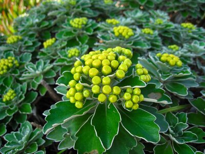 Green leaf border