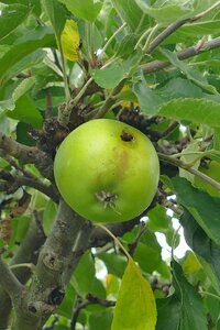 Green maggoty branch