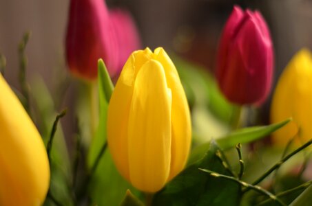 Yellow flower spring photo
