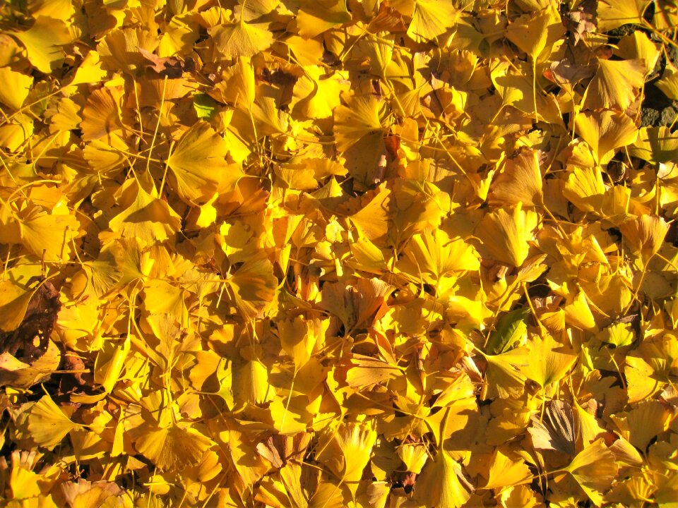 Autumn fallen leaves golden