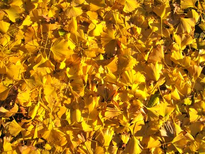 Autumn fallen leaves golden