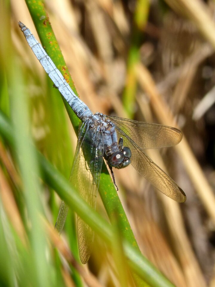 Branch orthetrum cancellatum pond