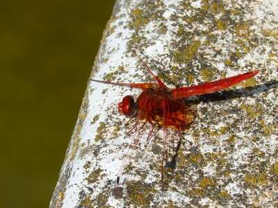 Raft winged insect annulata trithemis photo