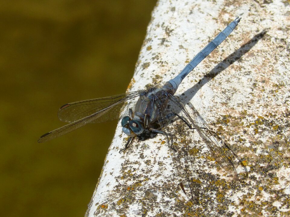 Orthetrum brunneum winged insect raft