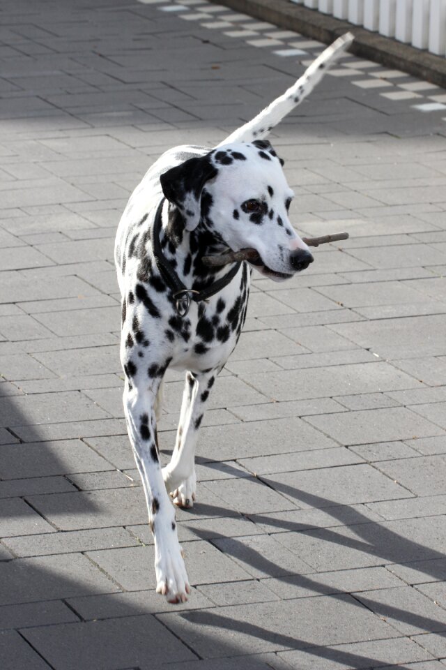Animal portrait dog breed black and white