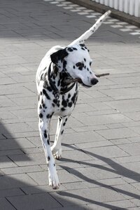 Animal portrait dog breed black and white photo