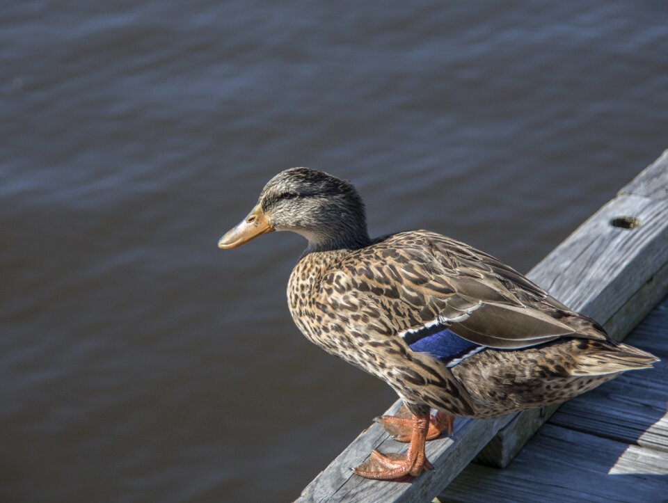 Bird nature waterfowl