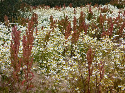Landscape nature grass