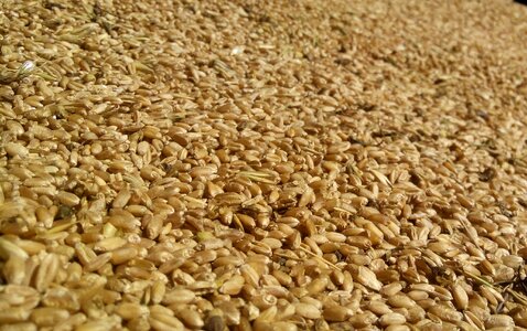 Wheat harvest closeup photo
