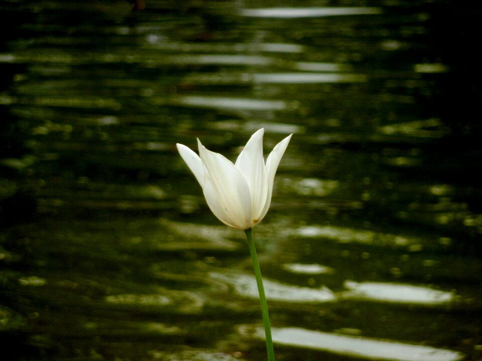 Detail nature blossom