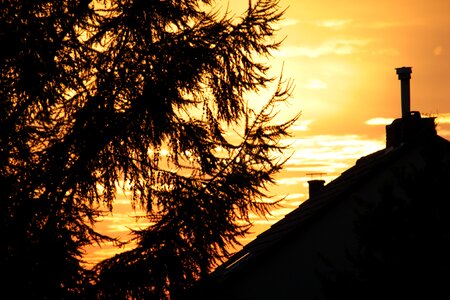 Roof tree orange