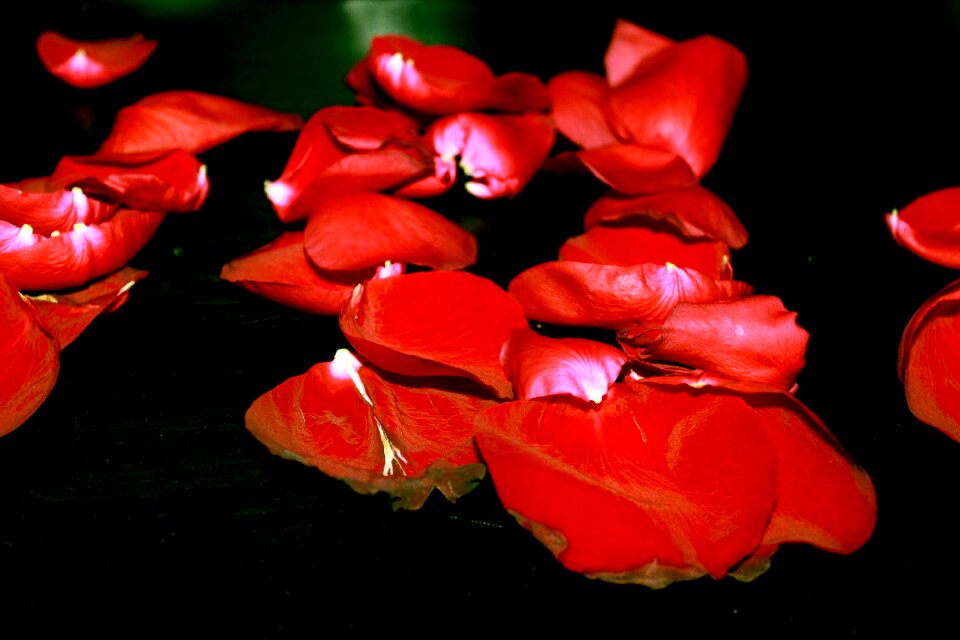 Red rose flower leaf