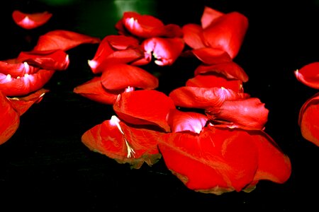 Red rose flower leaf photo
