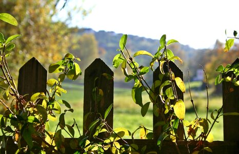 Landscape green outlook