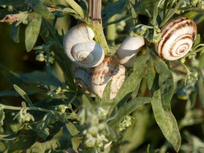 Ukraine nautilus photo