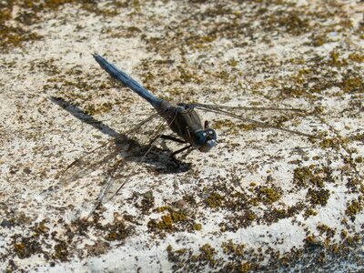 Blue dragonfly orthetrum brunneum winged insect photo