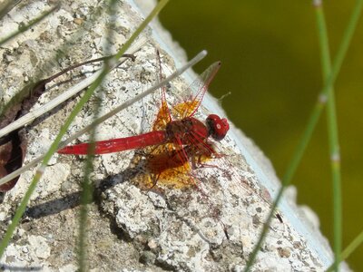 Raft winged insect annulata trithemis