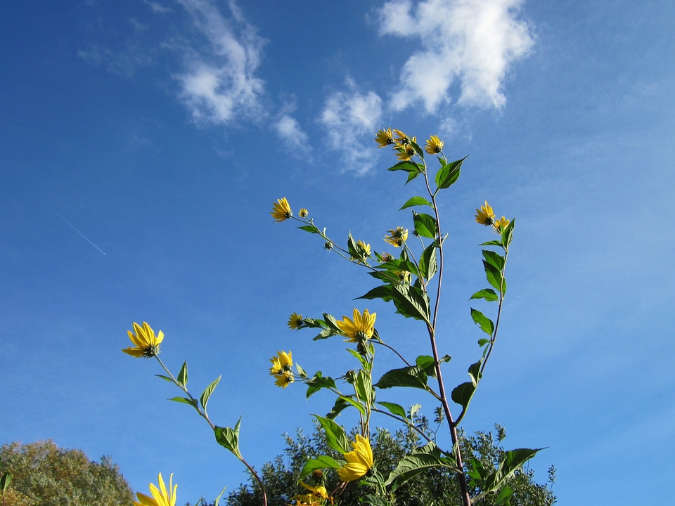 Flowers plant greenery