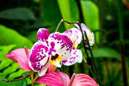 Garden orchid nature
