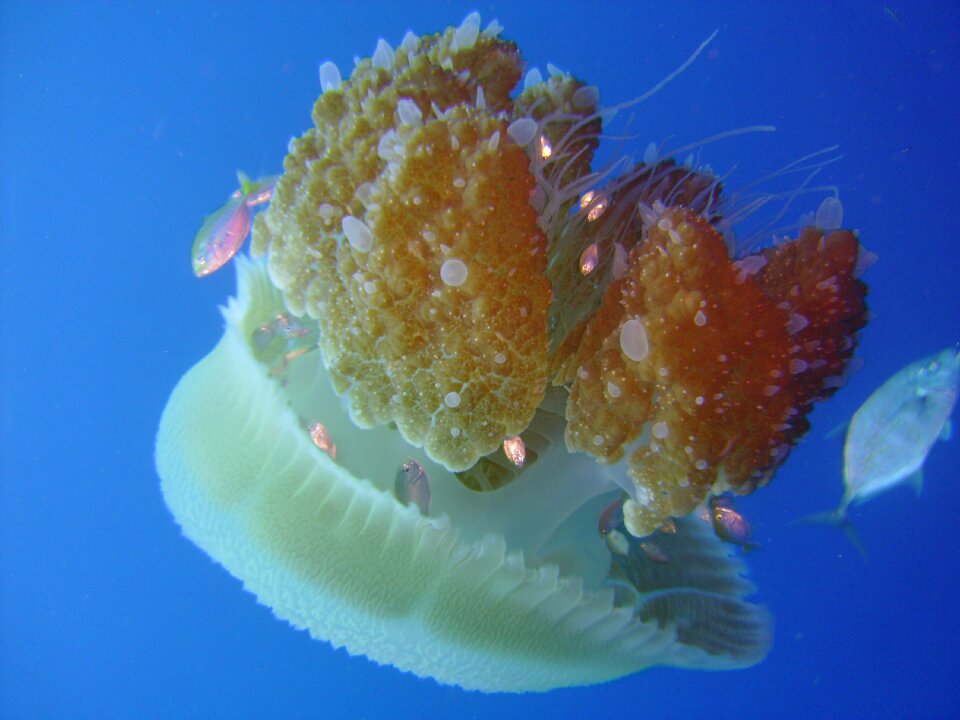 Underwater marine life