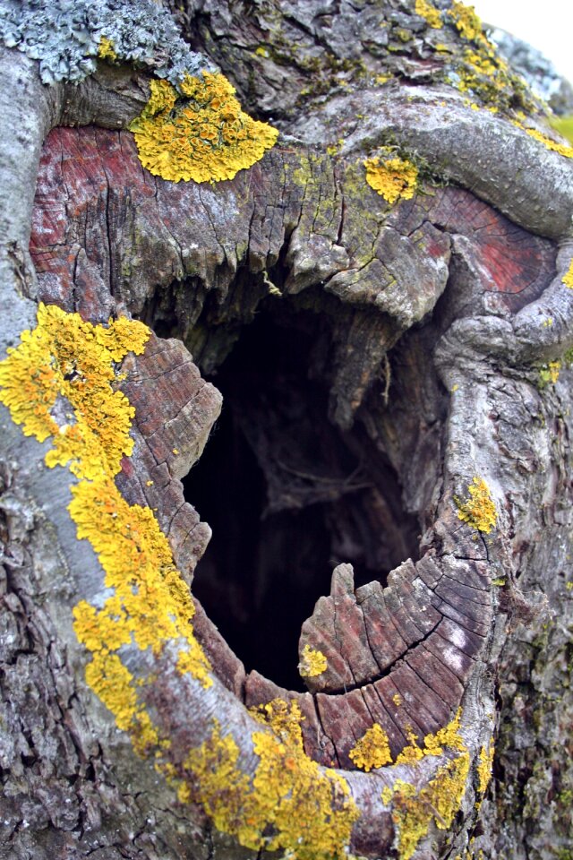 Bark cave fruit tree