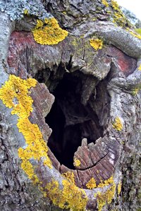 Bark cave fruit tree