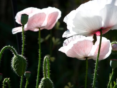 Bloom nature pink photo