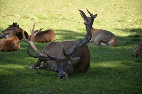 Wild nature roe deer
