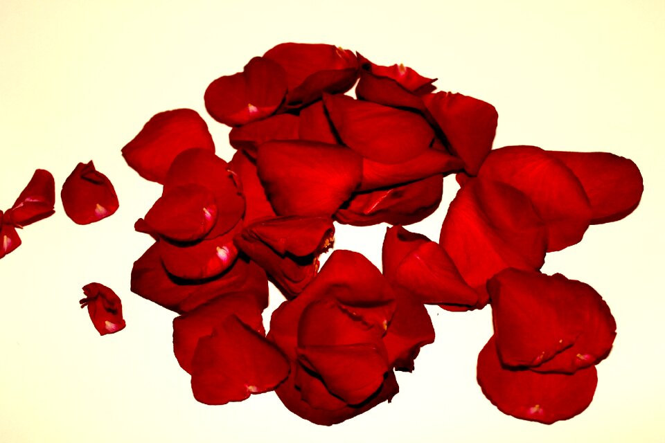 Red rose flower leaf