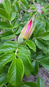 Bud flower outdoors