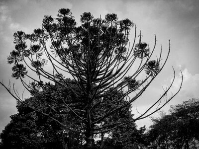 Twigs black white