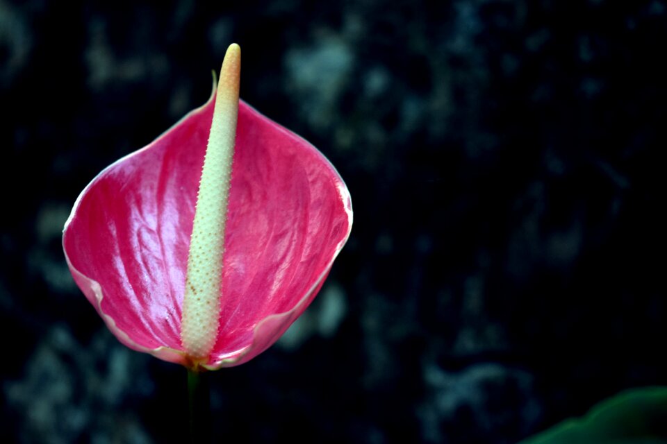 Nature pink floral