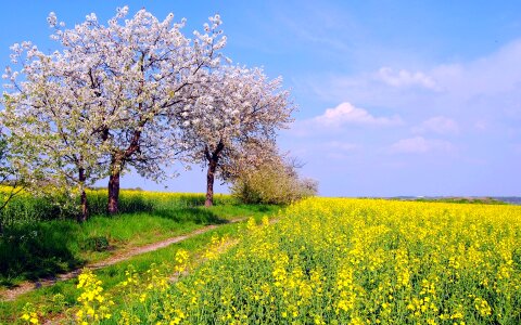 Country spring field