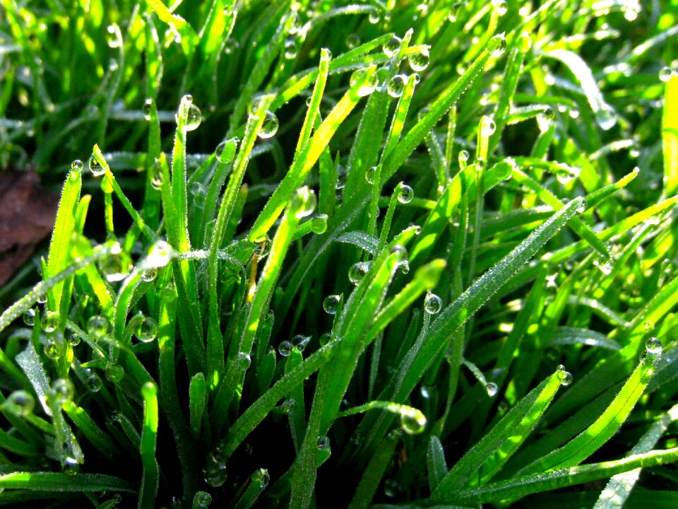 The morning dew water light
