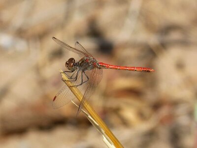 Winged insect branch sympetrum striolatum photo