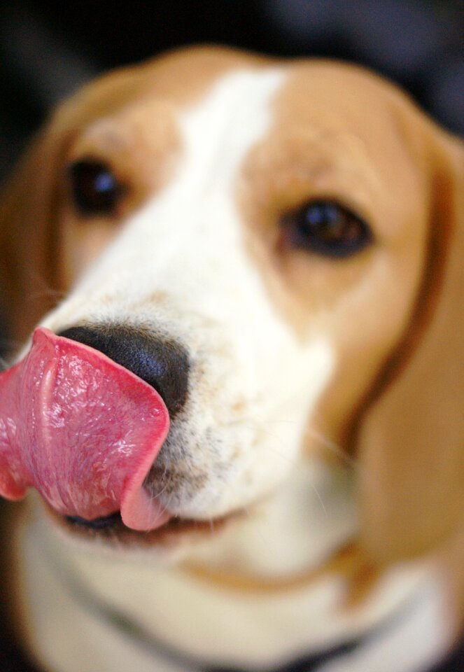 Animal a friend of man muzzles