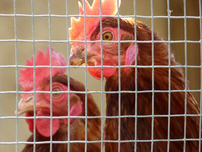 Captivity grating farm