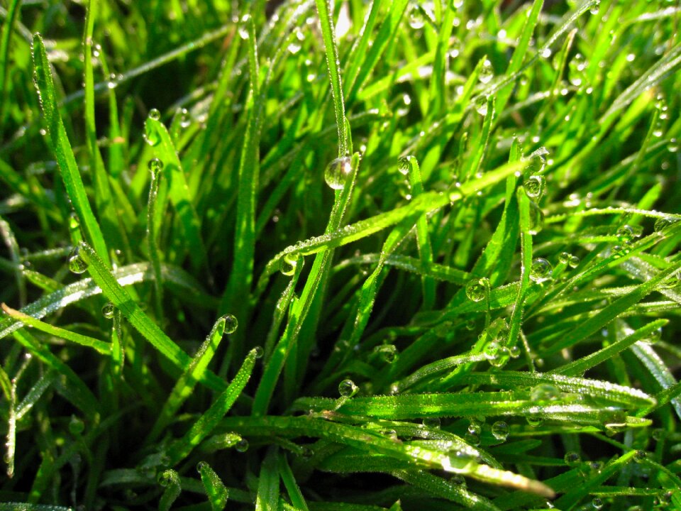 The morning dew water light