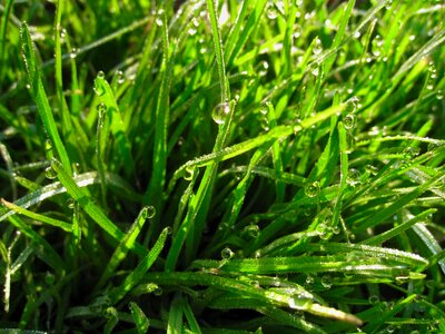 The morning dew water light