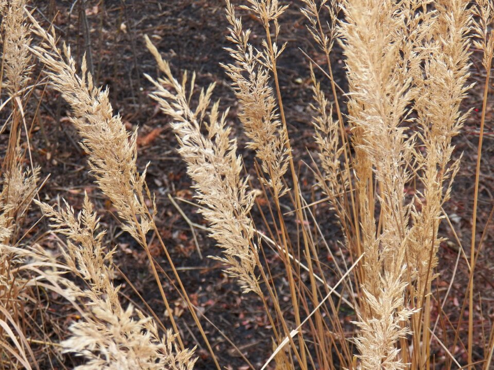 Park foliage october