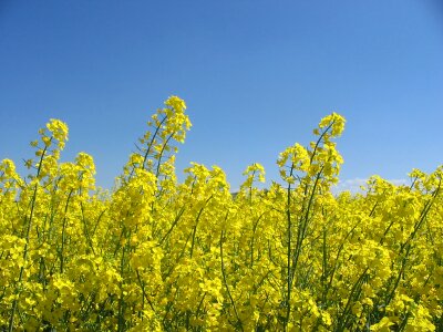 Landscape backlighting arable